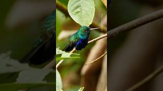 Exotic bird The best bird song birds birdsounds birdssinging shorts bird Exoticbird [upl. by Anoj664]