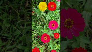 Zinnia Flowers 🌼 zinnia flowers [upl. by Luigino]