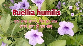 Ruellia humilis low maintaince flowering plant of summer seasonwild Petunia Hindi Urdu [upl. by Bazar]