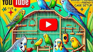 Cockatiels amp Budgies A Day Inside the Cage 🐦  Live from Birdiolog [upl. by Ayit484]