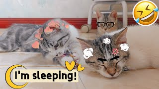 Three kittens lined up to play with cat toys and fell asleep while waiting Its so cute [upl. by Sapphire]