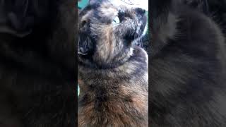 Starter sniff cat kitten shorts cute shortsfeed shortsvideo like subscribe share comment [upl. by Aicilet]