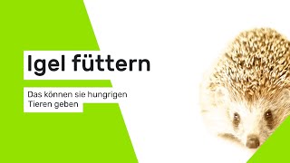 Igel füttern Das können Sie hungrigen Tieren geben [upl. by Arraeit941]