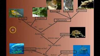 Vertebrate Diversity An Introduction [upl. by Attezi301]