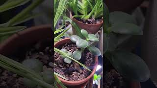 plantie video about some plants in my collection [upl. by Lombardo]