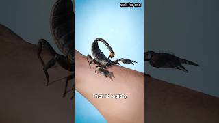 How Scorpions Sting You 😨yikesshorts [upl. by Flemings]