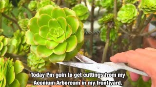 Aeonium Arboreum Arrangement [upl. by Halik]