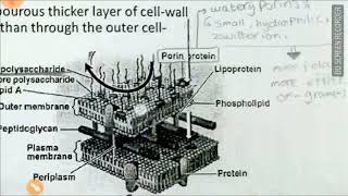 lactam antibiotics part2 [upl. by Silsby560]