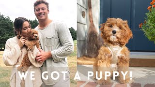 Picking up our Cavapoo Puppy And our first 6 month recap training pros and cons etc [upl. by Lannie]