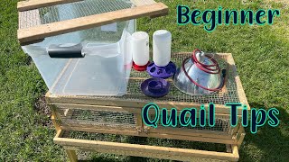 Tips for Raising Quail for Beginners [upl. by Jonie]