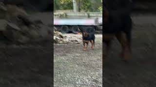 Owner Finds Rottweilers Barking at Balloon in Garden  1415425 [upl. by Loyce]