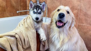 Golden Retriever Helps Husky Puppy Take His First Bath Cuteness Overload [upl. by Yci]