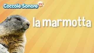 La Marmotta  Documentari per bambini di Coccole Sonore [upl. by Anetsirhc]