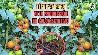 Alta producción de cultivos de tomates en verano con técnicas simples que no sabías [upl. by Orrin]