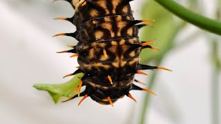 Ornithoptera priamus × Troides aeacus  caterpillar to butterfly  hybrid [upl. by Sutton217]