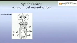 Transverse Myelitis [upl. by Daly]