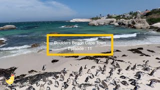 Episode 11 Boulders Beach  Penguin Colony Wine Tasting Cape Town [upl. by Darom562]