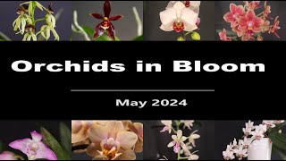 Orchids in Bloom  May 2024 [upl. by Nauqram]