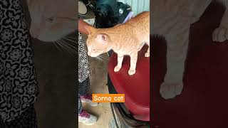 sorna kutti cat  combing our cat trending cat catvideos [upl. by Colwell]