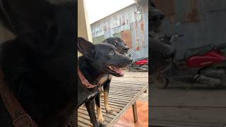 Two brothers black dog 091124 youtube youtubeshorts subscribe shorts doglover pets [upl. by Navak]