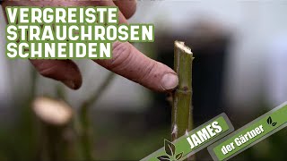 Verjüngungskur für vergreiste Strauchrosen  James der Gärtner [upl. by Mabel]