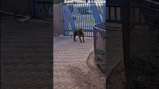 Boerboel Protecting the home🔥🔥 boerboel boerboels [upl. by Enerual]