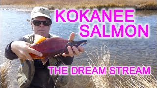 Amazing Kokanee Salmon Action at The Dream Stream mid Oct Platte River How to Salmon Dream Stream [upl. by Aihtnyc]