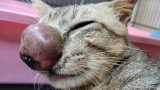 Removing An Immense Cuterebra From Kittens Nose Part 52 [upl. by Gambell]