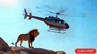 Lion Chases Away Helicopter in Epic Safari Showdown [upl. by Morette]