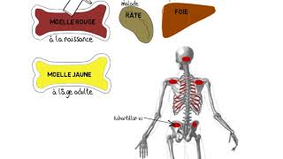 Provenance et destination des cellules sanguines  moelle osseuse et rate [upl. by Assiluy189]