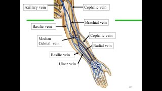 Anatomy of the Cephalic vein and Basilic vein [upl. by Berthoud]