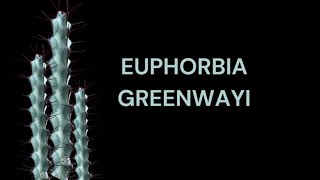 EUPHORBIA GREENWAYI CARE TIPS [upl. by Annai]