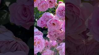 Amazing purple rose flowers bushes [upl. by Onin]