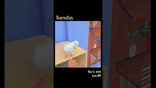 Ms brothers loft new my king birds pigeon subscribe support viralvideo shortvideo [upl. by Odlanier]