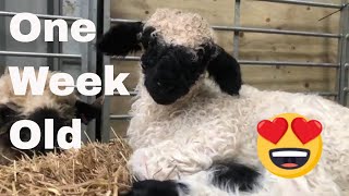 Swiss Valais blacknose sheep Gloria had a Lamb Holly cutest sheep [upl. by Maeve]