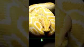 5 COSAS que NO SABÍAS sobre las SERPIENTES 🐍 serpientes animales curiosidades [upl. by Acinot]