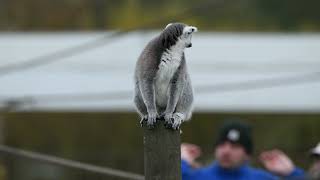 Ring Tailed Lemur at PWP [upl. by Narib]