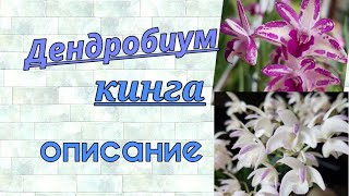 Дендробиум кингаDendrobium kingianumРаскрыл свои бутончики [upl. by Larimor]