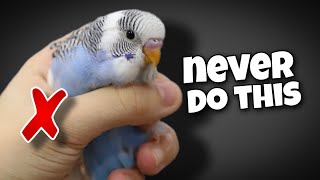 12 Things You Should Never Do to Your Budgie [upl. by Minsat]