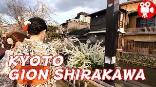 KYOTO GION SHIRAKAWA DORI CHERRY BLOSSOMS WALKING FROM KAMO RIVER 2019  4K 60FPS HDR [upl. by Aizahs]