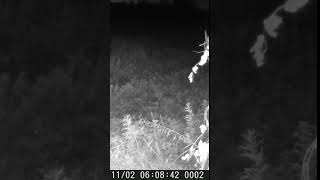 Vilks latvija wildlife vilki wolf predator trailcamera wildkamera nature hunting [upl. by Schmidt734]