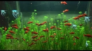 Red Swordtails School in 2800L Tank [upl. by Ogawa]