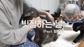 22똥괭이네 빗질을 해줬어요 역시 고양이의 털뿜이란 Cat Combing [upl. by Sellers]