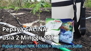 Update Pepaya CALINA usia 2 Minggu Pupuk Pokok dan Tambahan pepayacalina petanigunungkidul [upl. by Kreiker394]