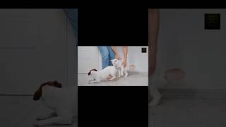 Doggie messing with moggie dog cute cat kittypets cutecat puppy kitten [upl. by Yelahs]