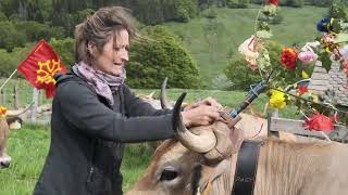 Interview  Boeuf Fermier Aubrac la transhumance par Laurianne Peyrac [upl. by Senalda]