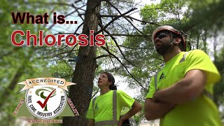 What is Chlorosis [upl. by Arracahs]