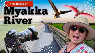 Best Florida State Park For Wildlife Photography  Myakka River [upl. by Yentroc]