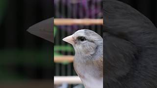 European Goldfinch Mule Singing  Jilguero Mulo  Chardonneret  Hybrid Canary  Carduelis ‎ الحسون [upl. by Donna14]