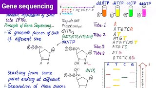 Gene sequencing  DNA sequencing  Sanger method  Automated DNA sequencing [upl. by Yadnus]